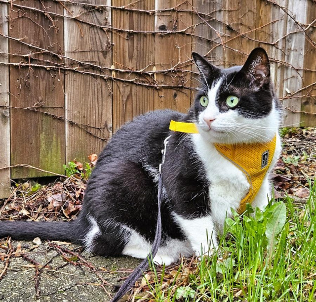 Tuxedo cat wearing yellow harness, sitting next to fresh spring grass. 