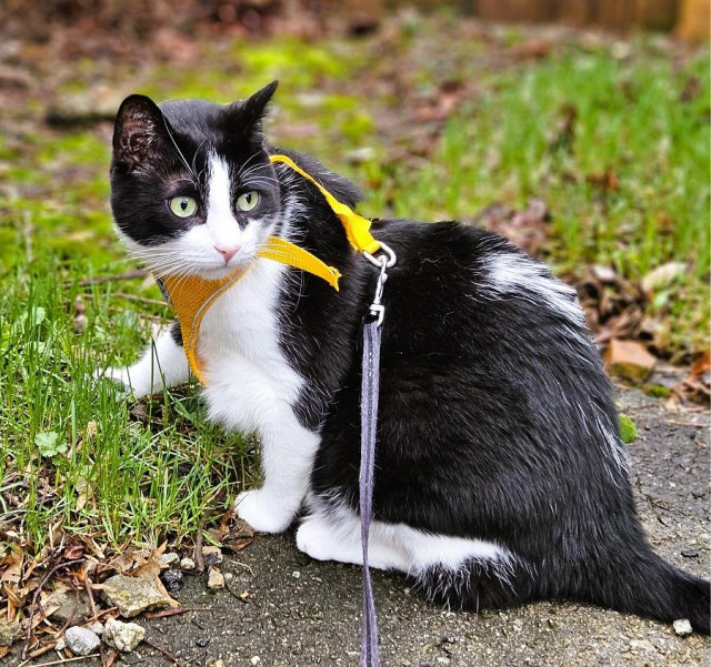 Tuxedo cat wearing yellow harness, sitting next to fresh spring grass. He's looking over his shoulder because of the shriek of the robins.