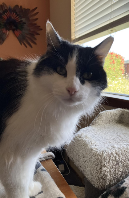 A medium-hair tuxedo cat, standing on a desk and seeming about to move to his cat tree by the window. His head is turned to look into the camera, with a "What? Again?" look on his face as I take a photo. 
