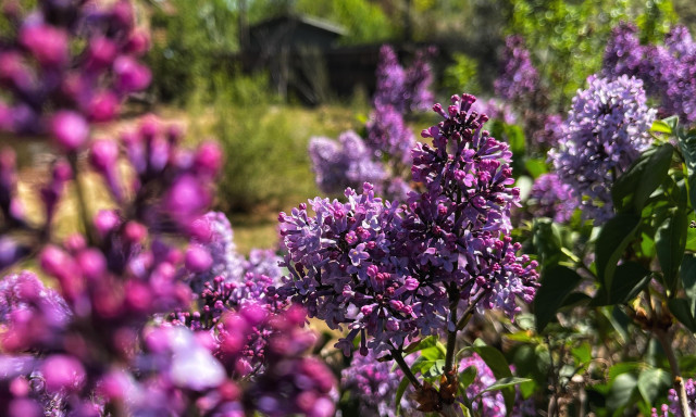 Plumes of lilac flower clusters, with individual flower shades of light lavender to darker purple, blooming on the ends of their stems in bright, midday sunshine a day after snow. Green vegetation in other parts of the garden are blurred in the background, as well as hints of a distant wooden fence and the top of a neighbor’s outdoor shed.
