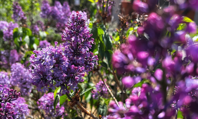 Plumes of lilac flower clusters in a mix of sharp and soft focus, with individual flower shades of light lavender to darker purple, blooming on the ends of their stems amidst their green leaves, in bright, midday sunshine a day after snow.