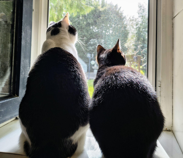 Lemon the cat and her sister Lucy sitting on the windowsill of a tiny open window (still behind a mesh screen). Outside is a green garden, they are both looking at something above and to the right.