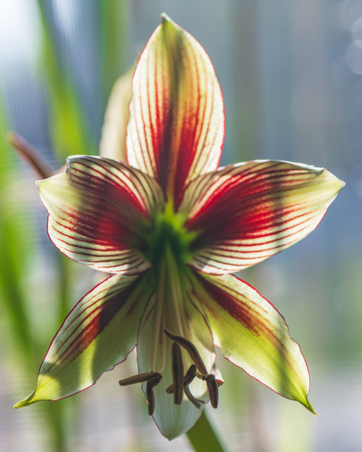 Vertical head-on view photograph of a butterfly amaryllis flower in a bright window with out of focus freesia foliage in the background. The flower takes up the center frame. This variety of amaryllis tops a thick stiff stem or flower spike and has six, pointed teardrop-shaped petals that create a trumpet-like oblong star structure, and which radiate from a center with six long stamens and a pistil. Each petal is a pale lime green with maroon edges and feathering that is dense near the flower's center and becomes streaky towards the petal tips. The six stamens are white with tan anthers, and the pistil is white with a white stigma.