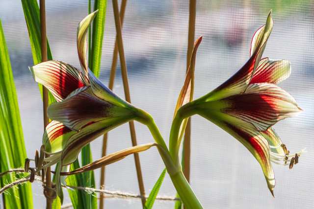 Photograph of a pair of butterfly amaryllis blooms in a bright window with out of focus freesia foliage in the background. The flowers are in the central frame and are attached to small stems that extend from a central supportive flower spike. The flowers themselves face in opposite directions. This variety of amaryllis tops a thick stiff stem or flower spike and has six, pointed teardrop-shaped petals that create a trumpet-like oblong star structure, and which radiate from a center with six long stamens and a pistil. Each petal is a pale lime green with maroon edges and feathering that is dense near the flower's center and becomes streaky towards the petal tips. The six stamens are white with tan anthers, and the pistil is white with a white stigma.