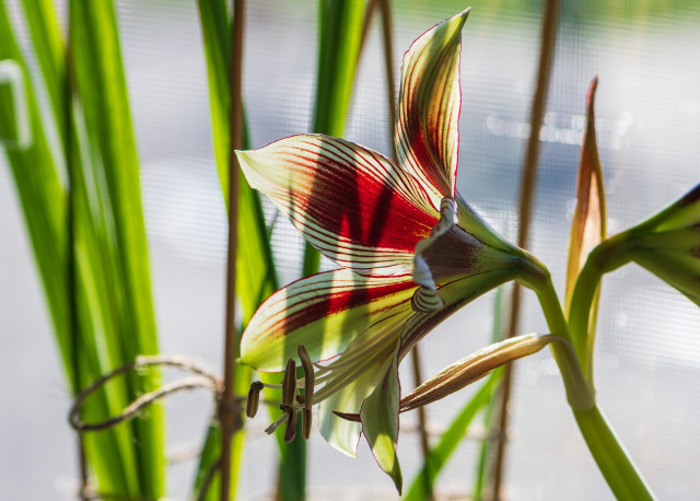 Photograph of a butterfly amaryllis bloom in a bright window with out of focus freesia foliage in the background. The view is from the side, and the flower is facing left in partial foreshortened profile with the nearest petals out of focus and the petals on the far side of the flower in sharp focus. This variety of amaryllis tops a thick stiff stem or flower spike and has six, pointed teardrop-shaped petals that create a trumpet-like oblong star structure, and which radiate from a center with six long stamens and a pistil. Each petal is a pale lime green with maroon edges and feathering that is dense near the flower's center and becomes streaky towards the petal tips. The six stamens are white with tan anthers, and the pistil is white with a white stigma.