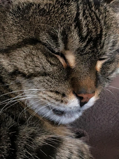 Close up of sleeping tabby cat Suma. She is very fluffy!