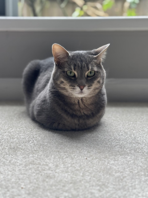 A gray tabby cat lying on beige carpet in perfect loaf form 