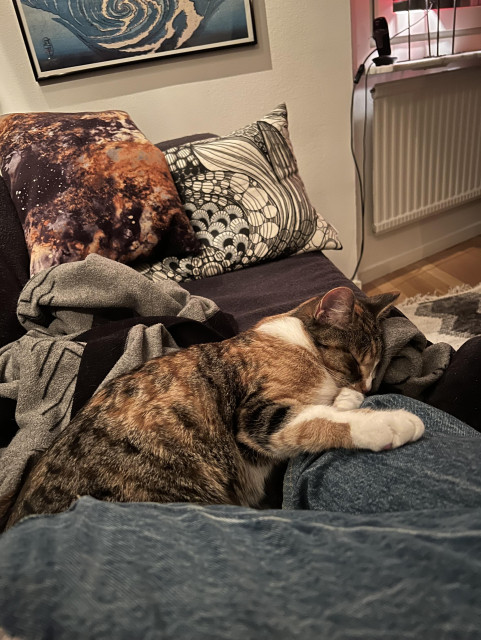 Sköldpaddsfärgad katt ligger i soffan och sover med huvudet på mattes fot.