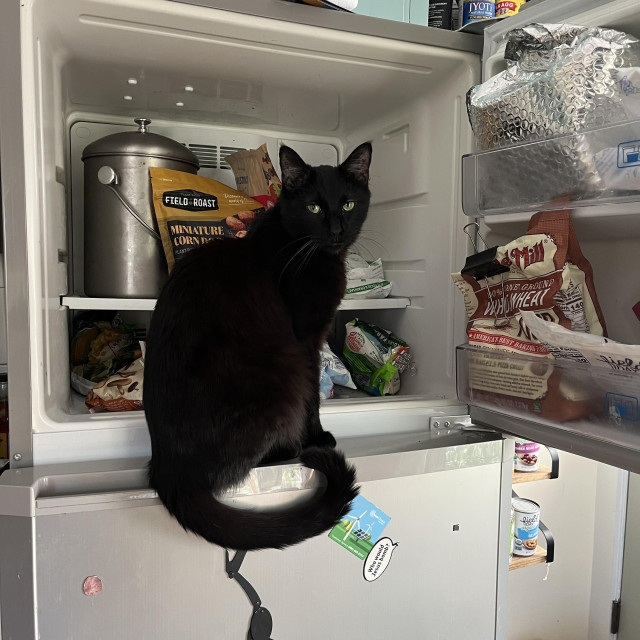 a beautiful black cat sits looking at us from in front of an open freezer