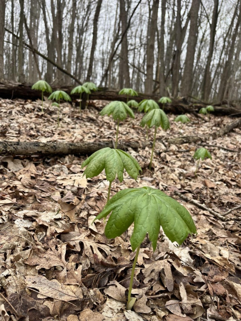 Small green plants with one giant umbrella type leaf sprout one by one from the mulchy forest floor, marching up a hill, surrounded by leafless trees.
