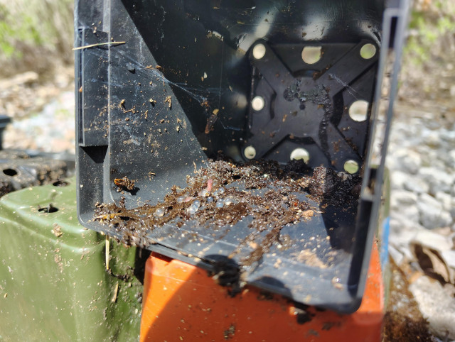 The inside of a black plastic plant pot. Next to a worm there is a small pile of translucent eggs.