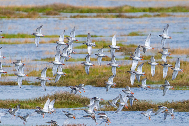 A flock of Redshank flying low over a flooded saltmarsh, near centre of frame is a Spotted Redshank  clearly showing the longer dark bill and legs, fuller body and belly with black patches as it comes into breeding plumage.
