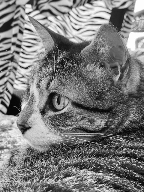 My black and white close-up photo of a tabby cat's profile. The cat has prominent whiskers, and black lines going from the corner of its eyes and whiskers. The background features a patterned fabric with zebra-like stripes.