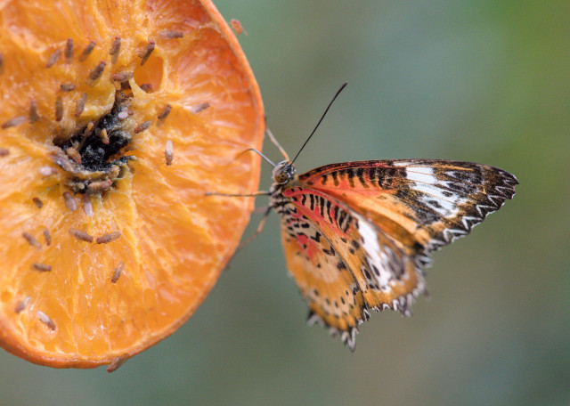 leopard lacewing (Cethosia cyane) bitterfly hanging onto an orange slice that's crawling with fruit flies

bright orange wings with black and white markings, wings are half-closed