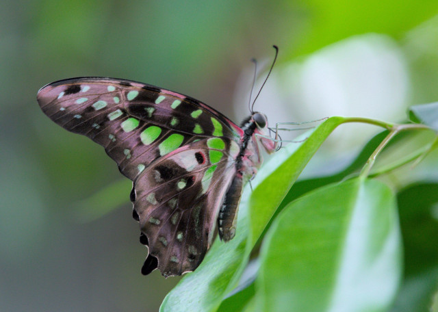 tailed jay (Graphium agamemnon) butterfly on an orange slice

black with green dots all over its wings, wings closed. the underside is more pink and black but the green markings show through