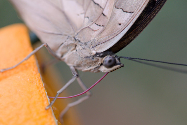 white-spotted prepona butterly (Archaeoprepona amphimachus), wings closed, underside is light beige

extreme close-up photo showing its compound eyes what have a dotted pattern, its fluffy body, and its unrolled proboscis drinking juice from an orange slice