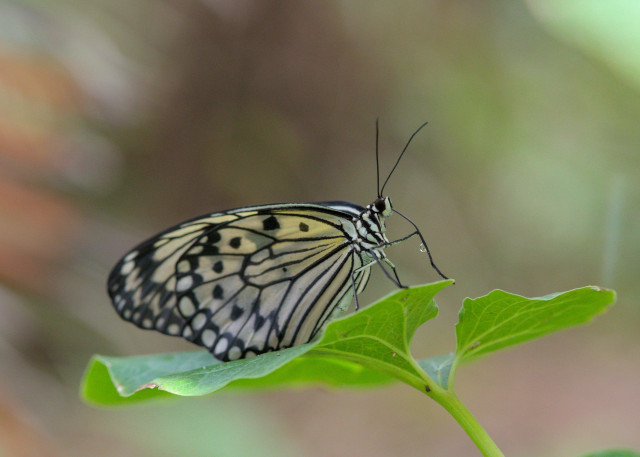 paper kite butterfly (Idea leuconoe), translucent wings with black marking, closed. it has a drop of nectar on its proboscis
