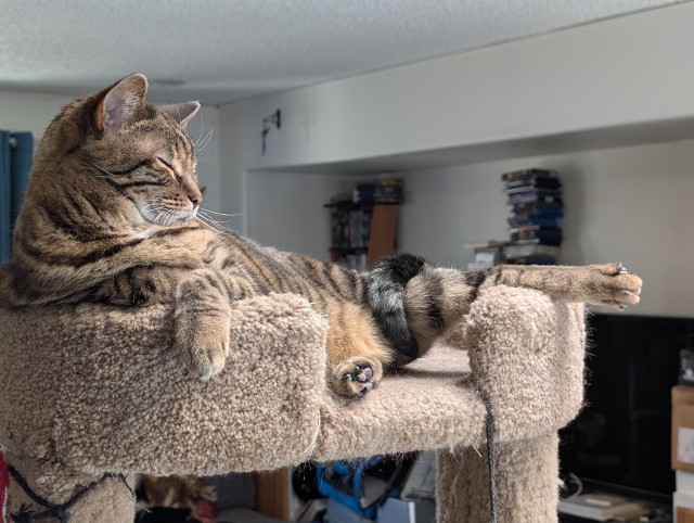 A tabby cat, Indi, on a kitty condo. She has her front paws crossed cutely. Her eyes are closed. One back left is sticking out straight.