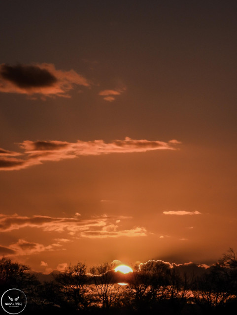 Amazing sunset tonight as it dipped behind a layer of cloud and trees, giving an orange glow in the sky