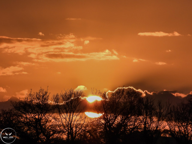 Amazing sunset tonight as it dipped behind a layer of cloud and trees, giving an orange glow in the sky