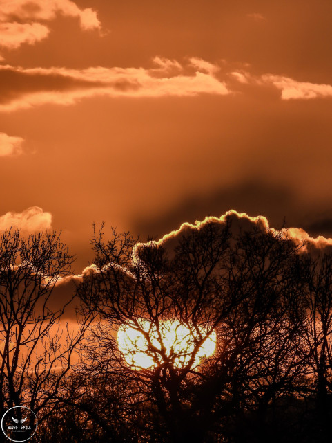 Amazing sunset tonight as it dipped behind a layer of cloud and trees, giving an orange glow in the sky