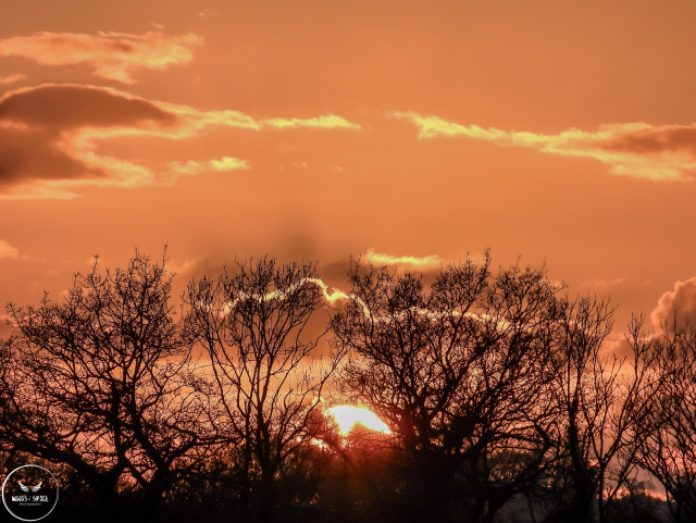 Amazing sunset tonight as it dipped behind a layer of cloud and trees, giving an orange glow in the sky