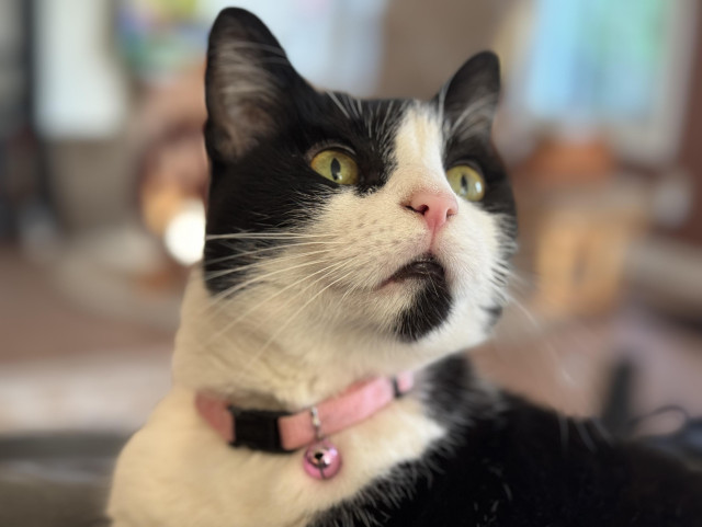 A picture of a black and white cat with a pink collar: she’s looking up like she sees something. 