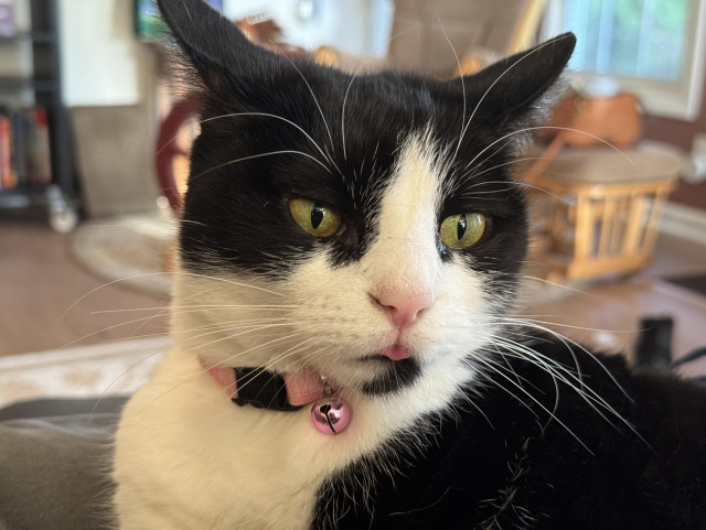 A picture of a black and white cat with a pink collar: her tongue is sticking out. 
