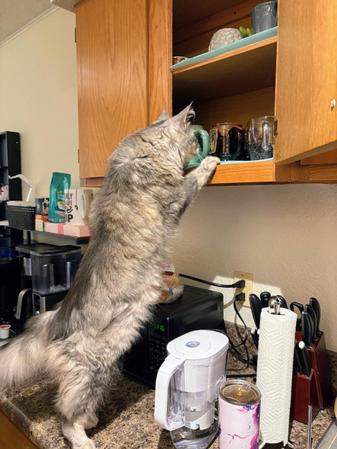 A silver Maine Coon uses her back legs to stand on a kitchen counter, with her head and front paws peering into an open cabinet above as if she’s investigating the coffee mugs. 