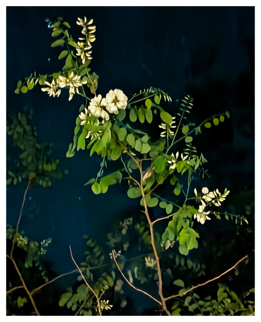a branch with clusters of small white flowers and oval green leaves is shown against a black, night sky. the flowers are delicate, and the foliage is lush, with new leaves and blossoms illuminated in the foreground.