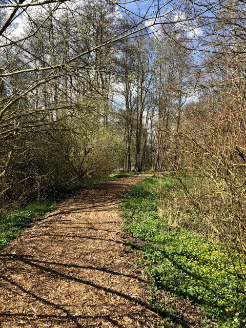Sonne scheint auf einen goldbraunen gebogenen  Weg aus Holzschnitzel. Bäume an den Seiten, gelb blühendes im Unterholz.