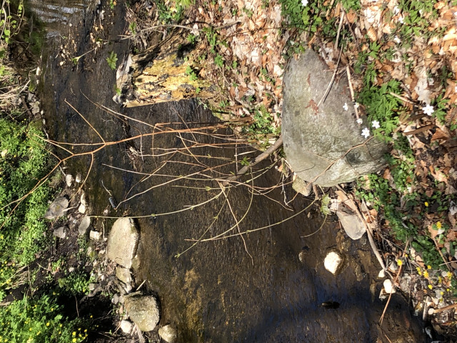 Ein quadratischer Ausschnitt von  kleinem Bach. Steine liegen am linken Ufer im Seichten Wasser. Ein großer Stein liegt in der Böschung rechts. Daneben ein kleiner Strauch, ein Baumstumpf im Sonnenlicht. Auch blühendes in weiß und gelb dazwischen.