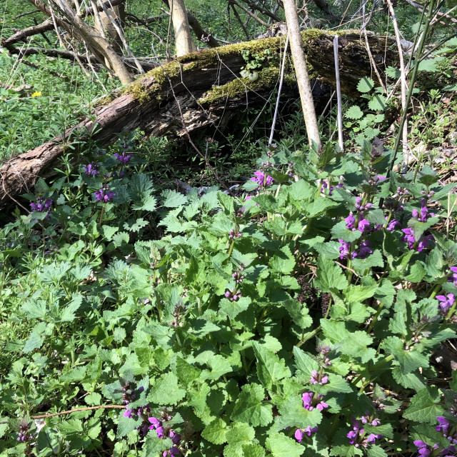 Ein bemooster gebogener Stamm liegt im Unterholz zwischen lila blühendem Grün.