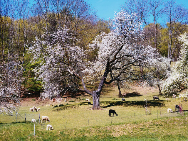Sheep unter blooming trees near graz, styria