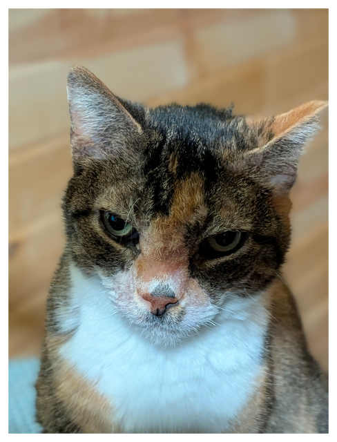 close-up of a calico cat with white markings and green eyes making contact. charlene's face is partially in shadow as she sits on a folded towel in an unseen chair. the background is out of focus wood paneling.