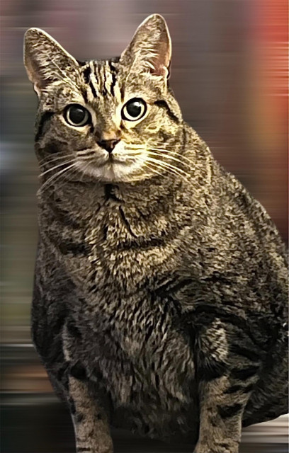 a slightly plump (puffy!) grey, tan, white, and black-striped tabby cat with pointy ears and green eyes staring longingly at one of her humans, hoping for food

(blurred background)