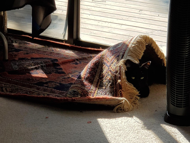 Black cat peers out from under a Persian rug next to a sliding glass door that leads out to a redwood deck. The sun shines over her the hump, casting dark shadows. She is so very sneaky. No one can spot her. Not at all.

Photographer: me
Cat: Nyx