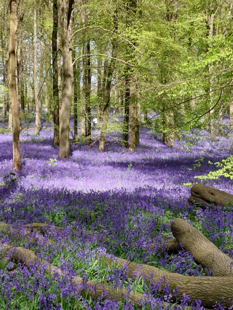 A photo of woodland carpeted in purple bluebells.