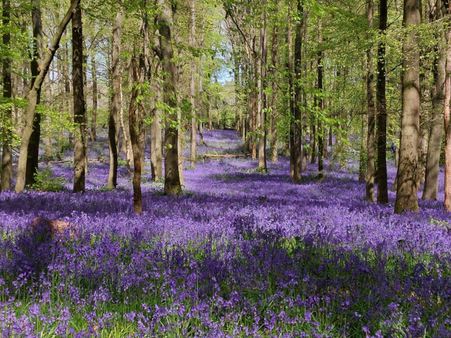 A photo of woodland carpeted in purple bluebells.