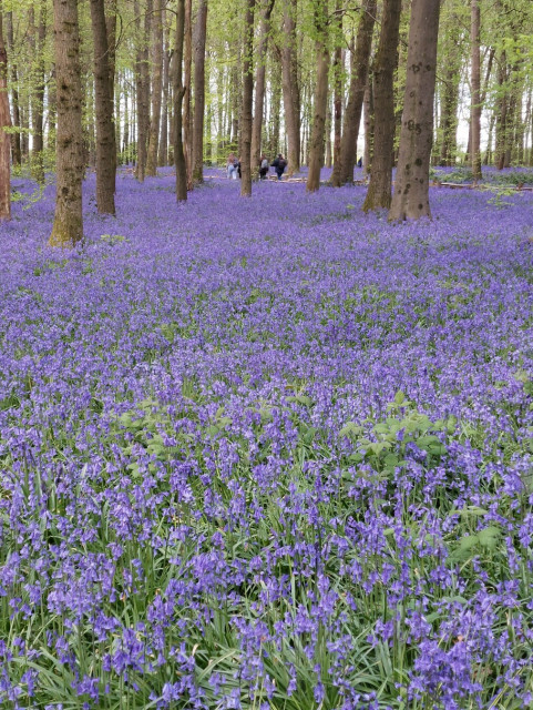 A photo of woodland carpeted in purple bluebells.