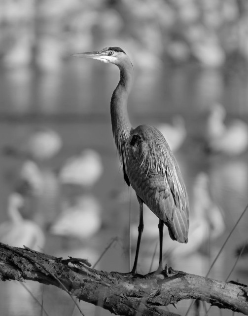 A black and white portrait photo of a tall thin bird standing on a large branch. Behind the bird are many white blobs of out of focus birds on a lake. The tall thin bird faces toward the left. It has a very long neck and hair like features hanging from its back. Its beak is long and its light colored under the chin with a dark spot on the top of its head.