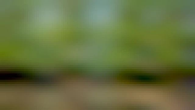 Dans une clairière paisible