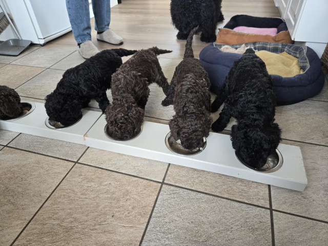 fyra barbetvalpar äter hundmat ur var sin matskål