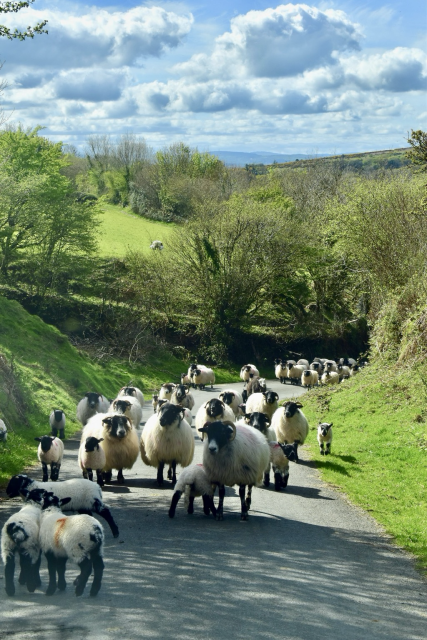 A herd of sheep walking down a lane in English countryside.