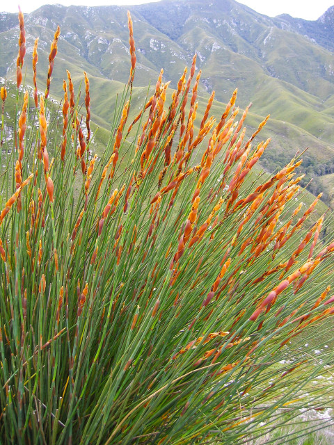 A mountain scene fronted by a large spectacular plant with long thin green stalks and rusty-brown inflorescences. In the background are the Outeniqua Mountains, Western Cape, South Africa. The plant is Chondropetalum tectorum or Cape thatching reed.