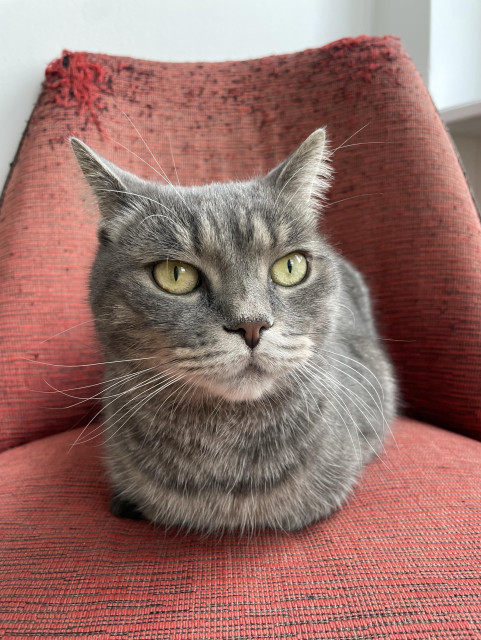 Carlo the grey tabby cat loafing on a shabby red chair.