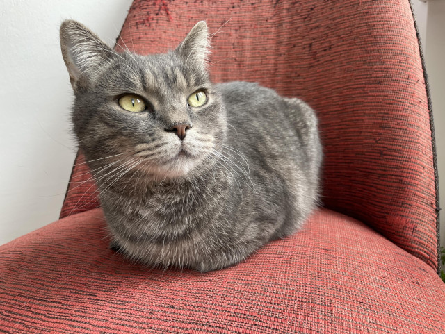 Carlo the grey tabby cat loafing on a shabby red chair, loaf view from the right.