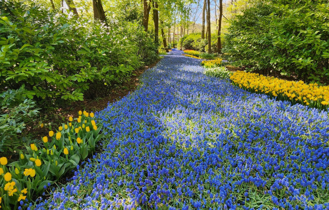A picture of a large display of purple Muscari . The planting bed is approximately 2 metres wide and over 100 metres long with vibrant purple blooms.  Yellow tulips border on both sides with green hedges beyond those. Large trees on either side frame the background.