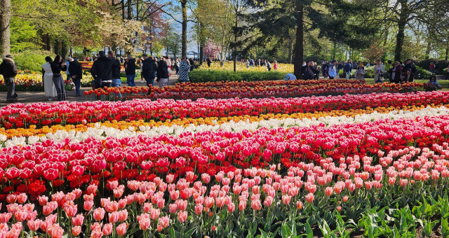 A large bed of tulips, roughly 40 metres wide and 20 metres deep, fills the photo from right to left.  There are horizontal bands of colours including, and white, red and white, white, yellow and red. In the background are several large mature trees with people strolling pathways.