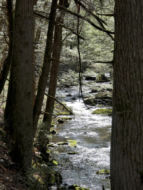Looking upstream at a brook in the woods. The edges of the portrait photo both have large hemlocks draining the winding water as it flows toward the camera. Sun is reflecting back off much of the water giving it a sparkly appearance. The canopy of the photo is made up of the light green needles of many of the hemlocks that line the banks of the brook. Rocks in the brook are lined with moss.